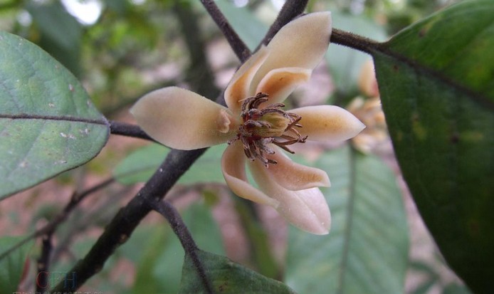 Tsoongiodendron odorum seed